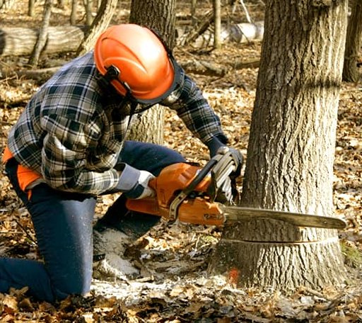 Tree Removal in Mershon, GA